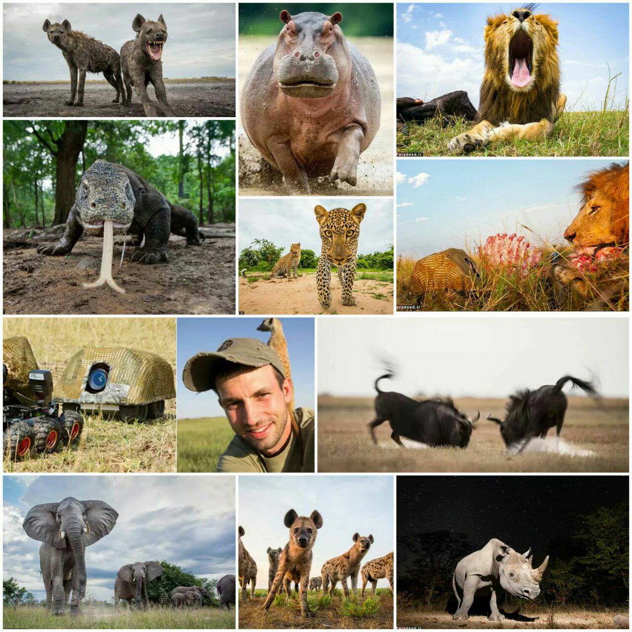 عکس مستند/ حیات وحش از زاویه‌ای متفاوت